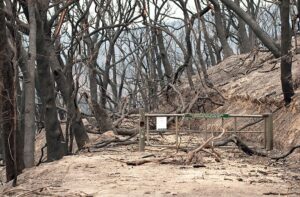 800px Csiro Scienceimage 10318 The Kinglake National Park After The Black Saturday Bushfires