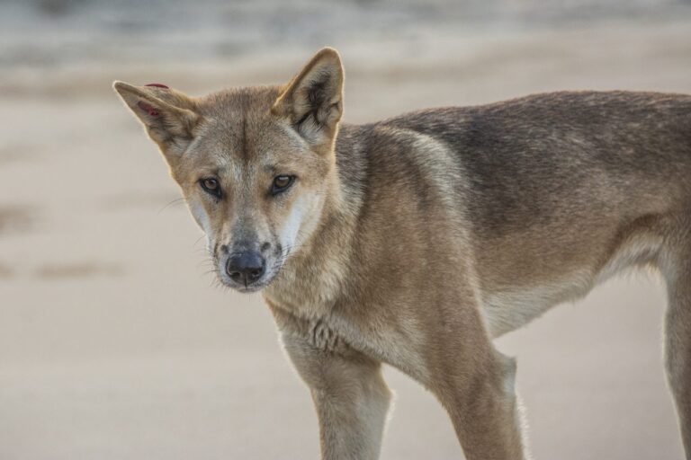 Dingo (2)