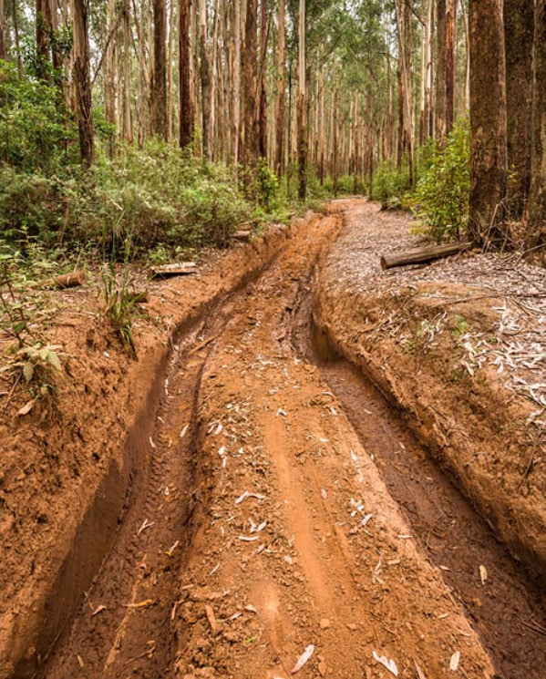 Toolangi 1