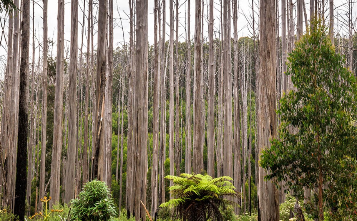 Toolangi 6