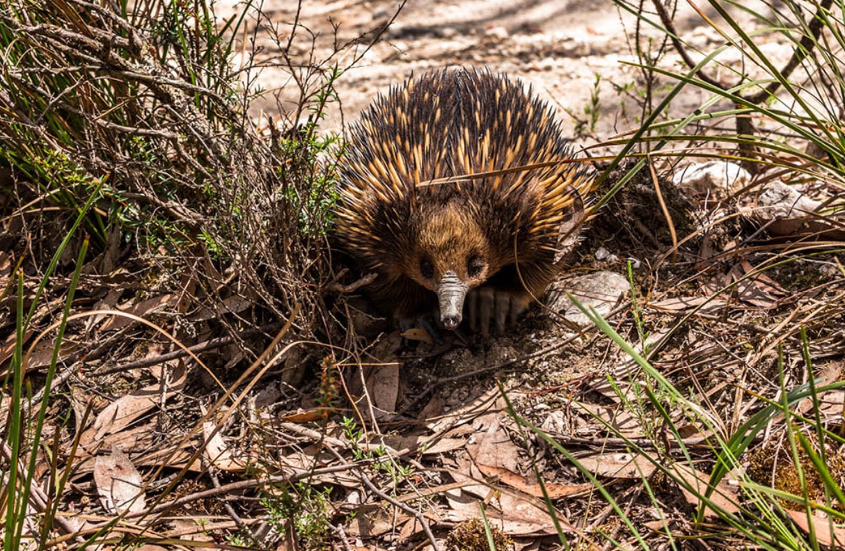 Wombat Lerderderg 3