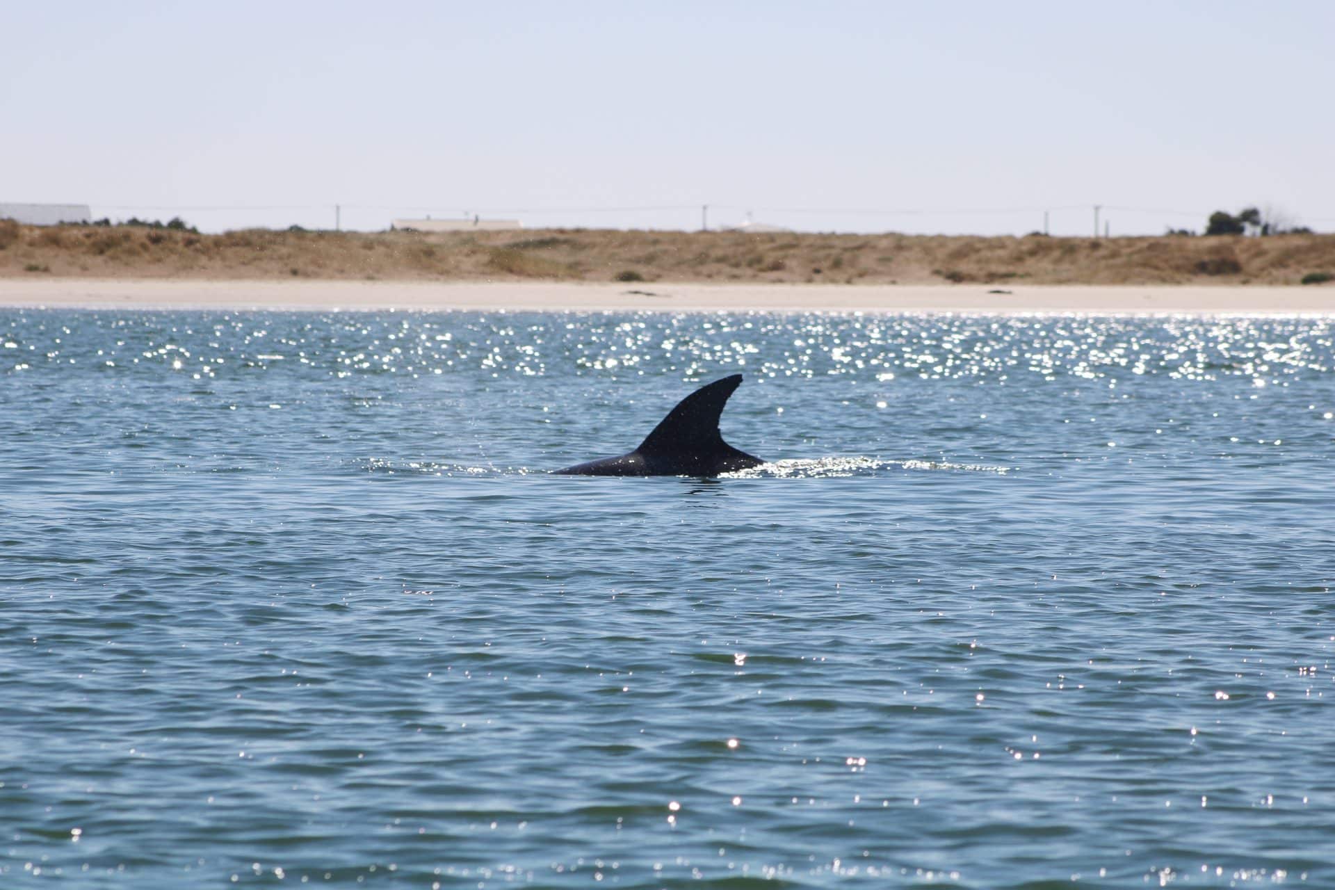 Dolphin 