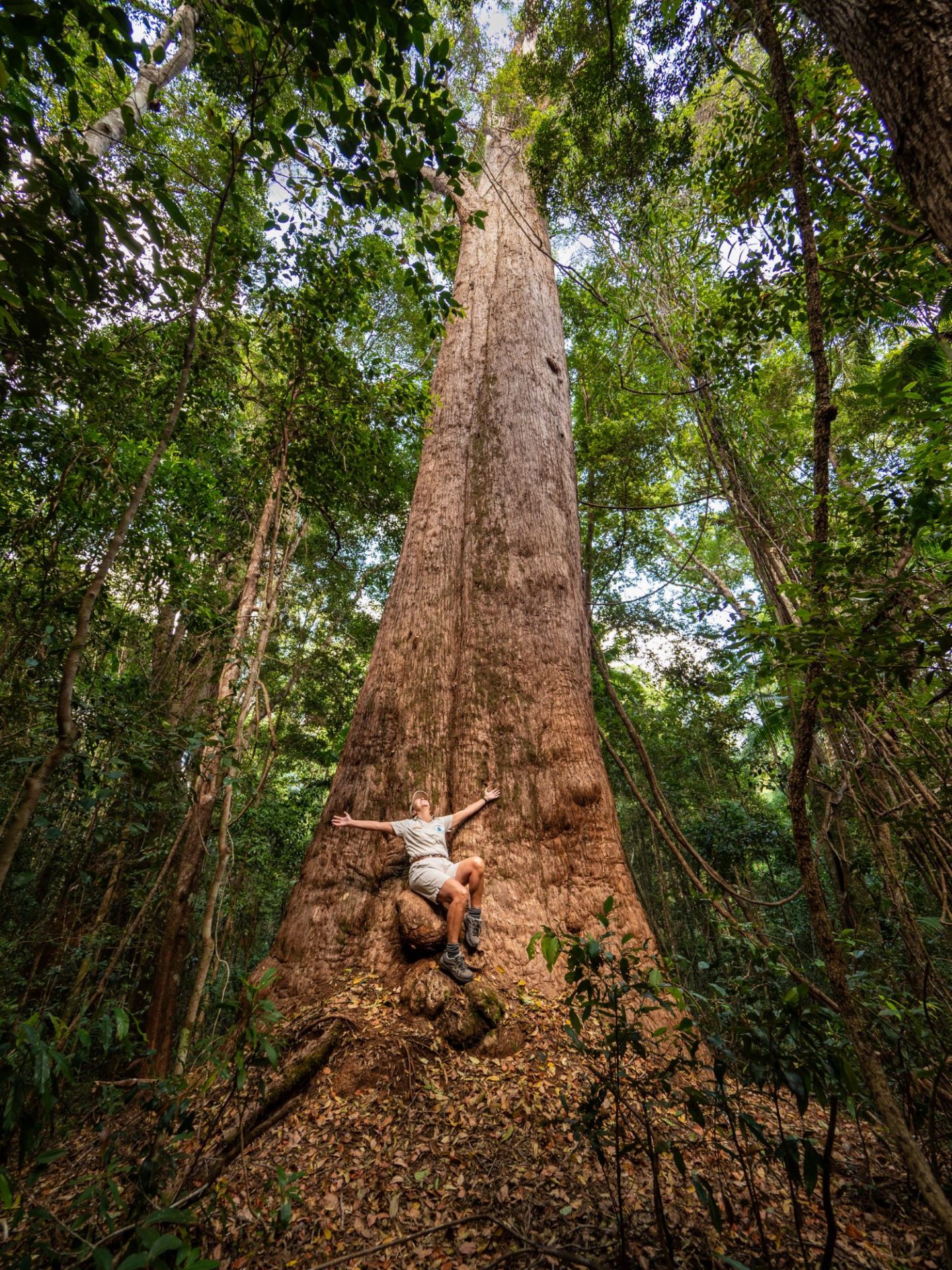 Massive ancient trees in the heart of the island's rainforest