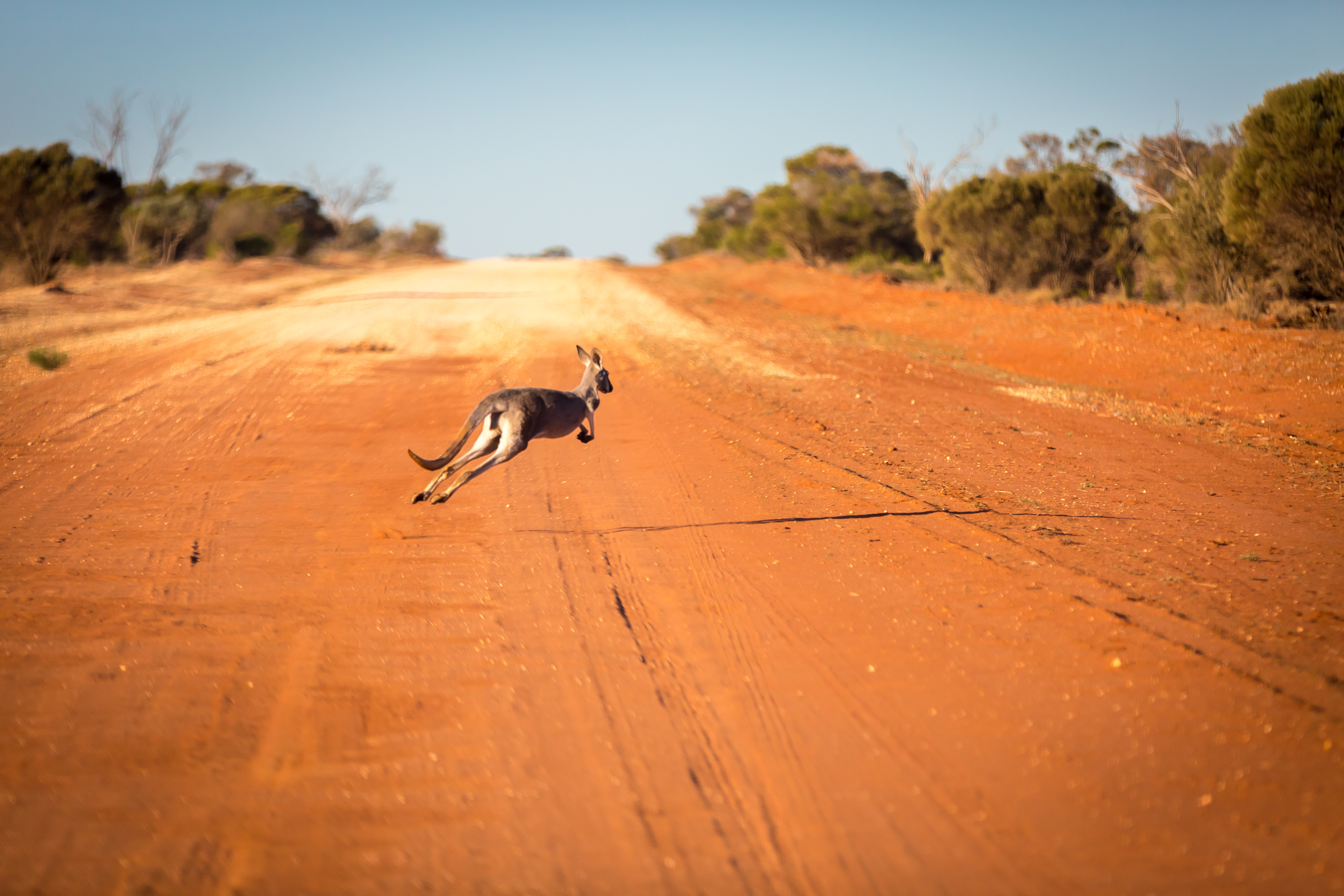 Kangaroo hopping across road