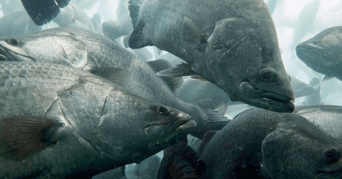 barramundi