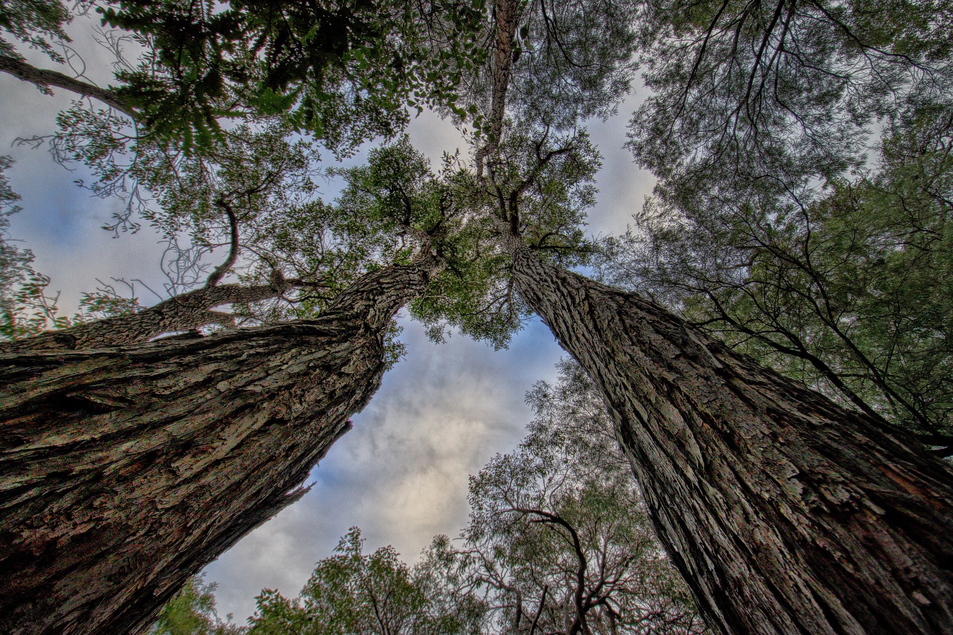 Avoid camping under trees for safety reasons