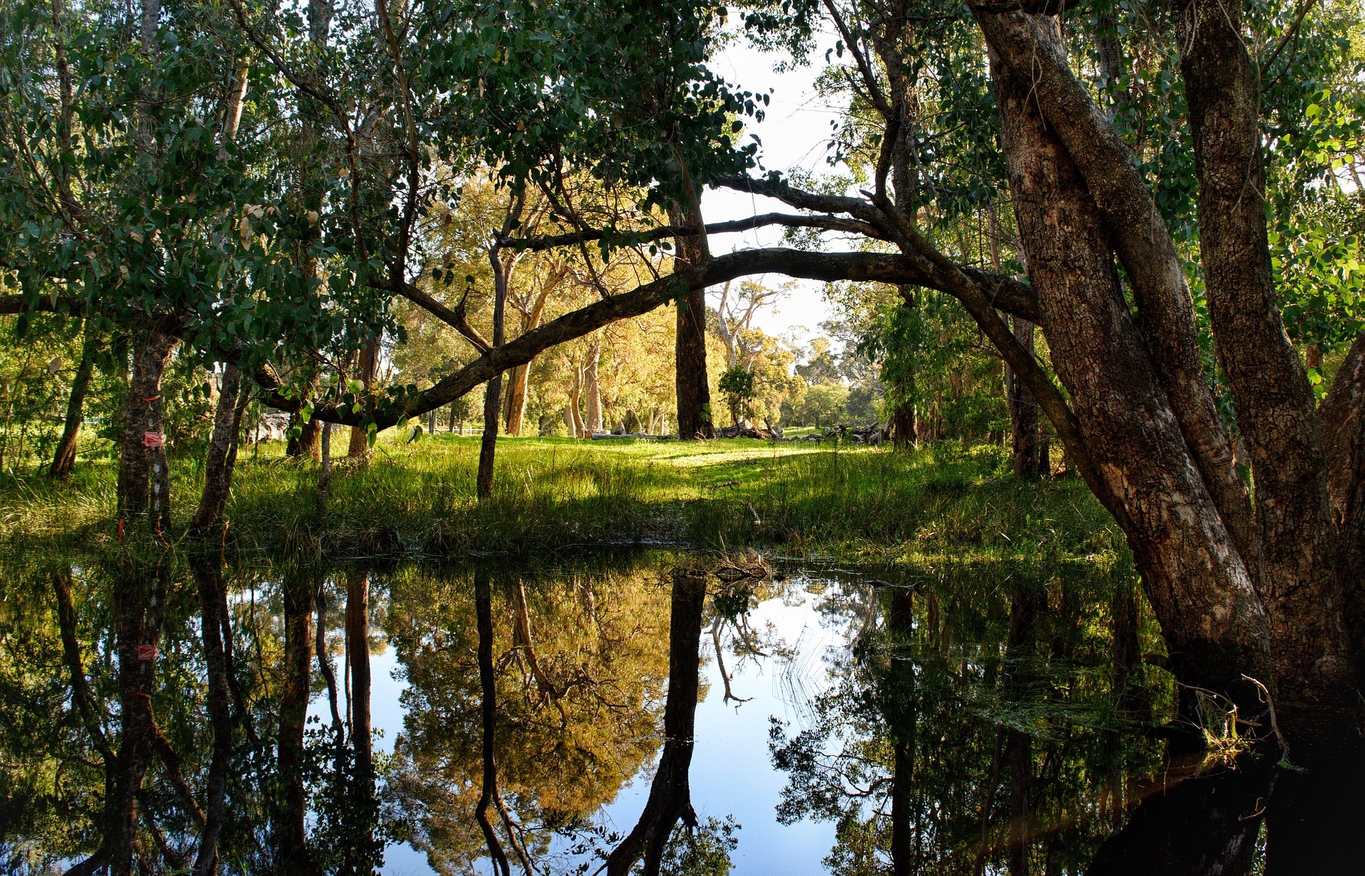 Avoid camping under trees for safety reasons