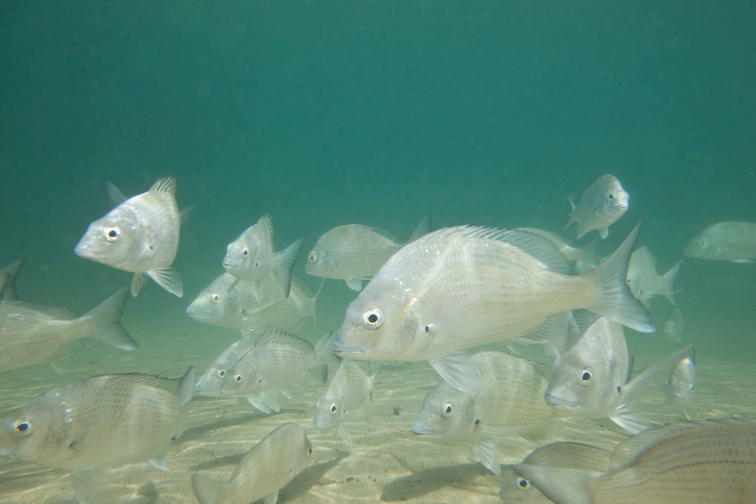 how to catch bream