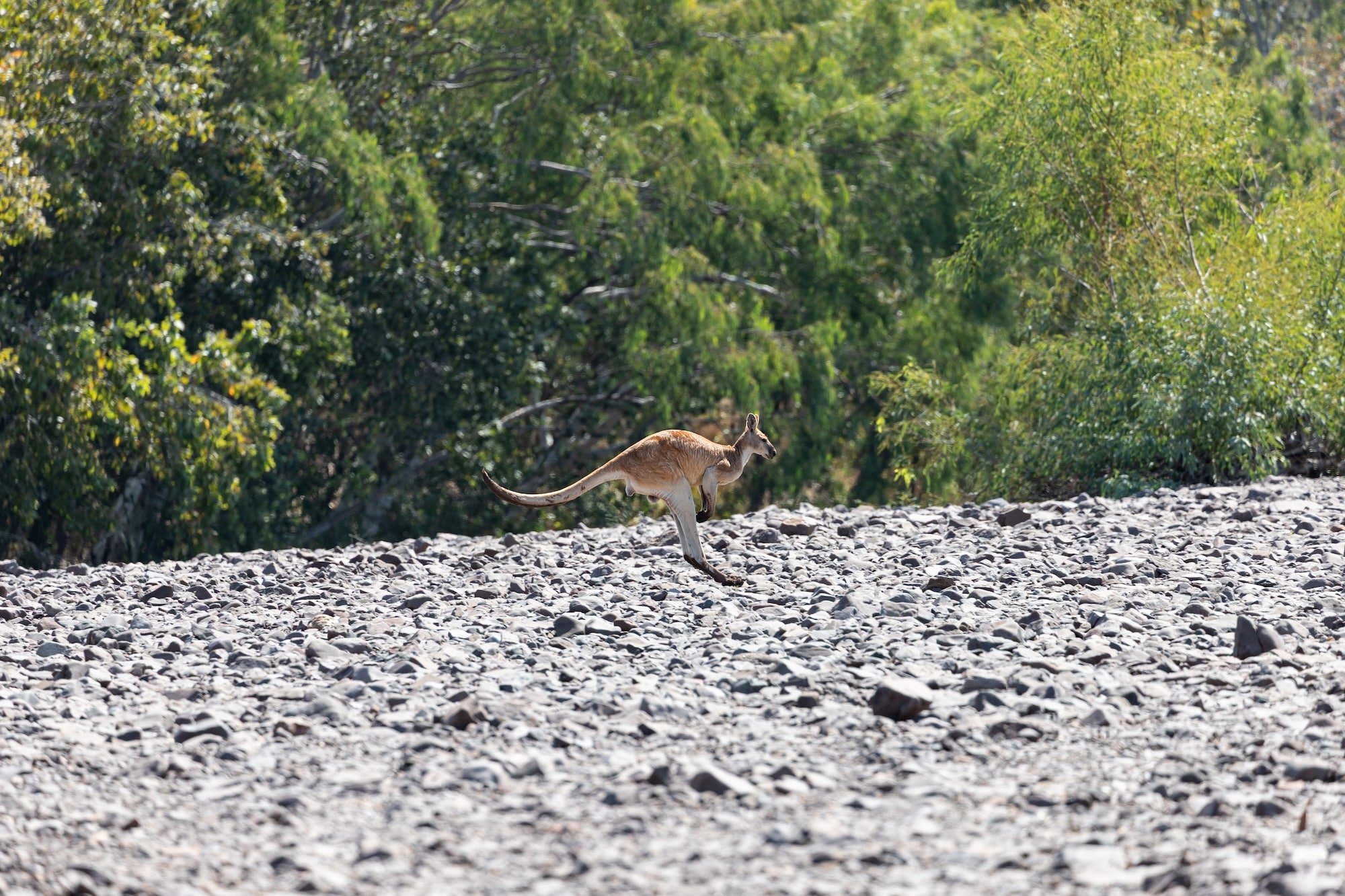 Kangaroo jumping over rocks at Behn River camping area on Duncan Road Kimberley