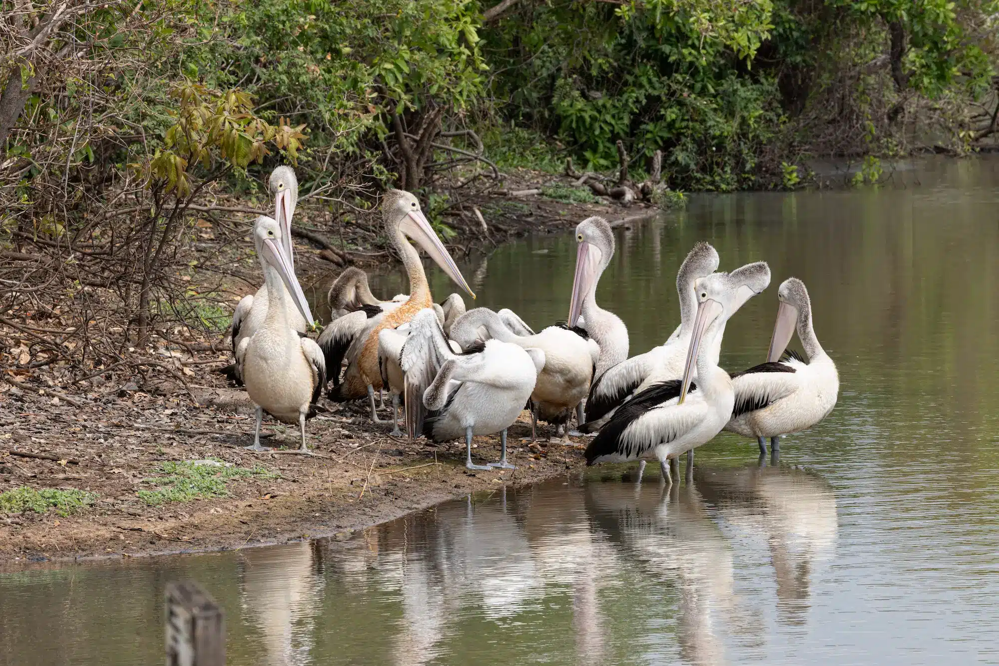 Saltwater crocodile hunting pelicans