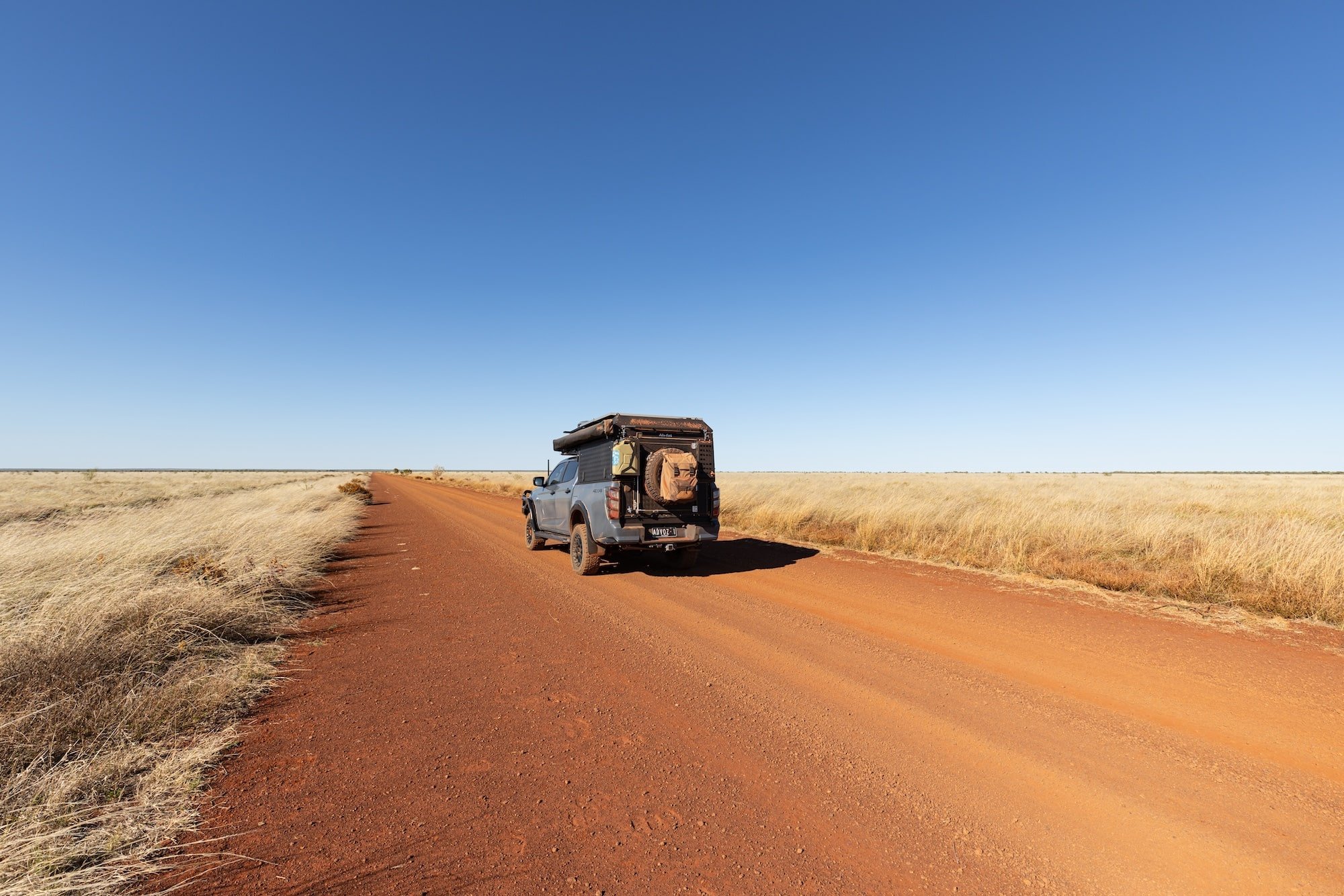Brahman cattle grazing on Mitchell Grass plains along Duncan Road Kimberley