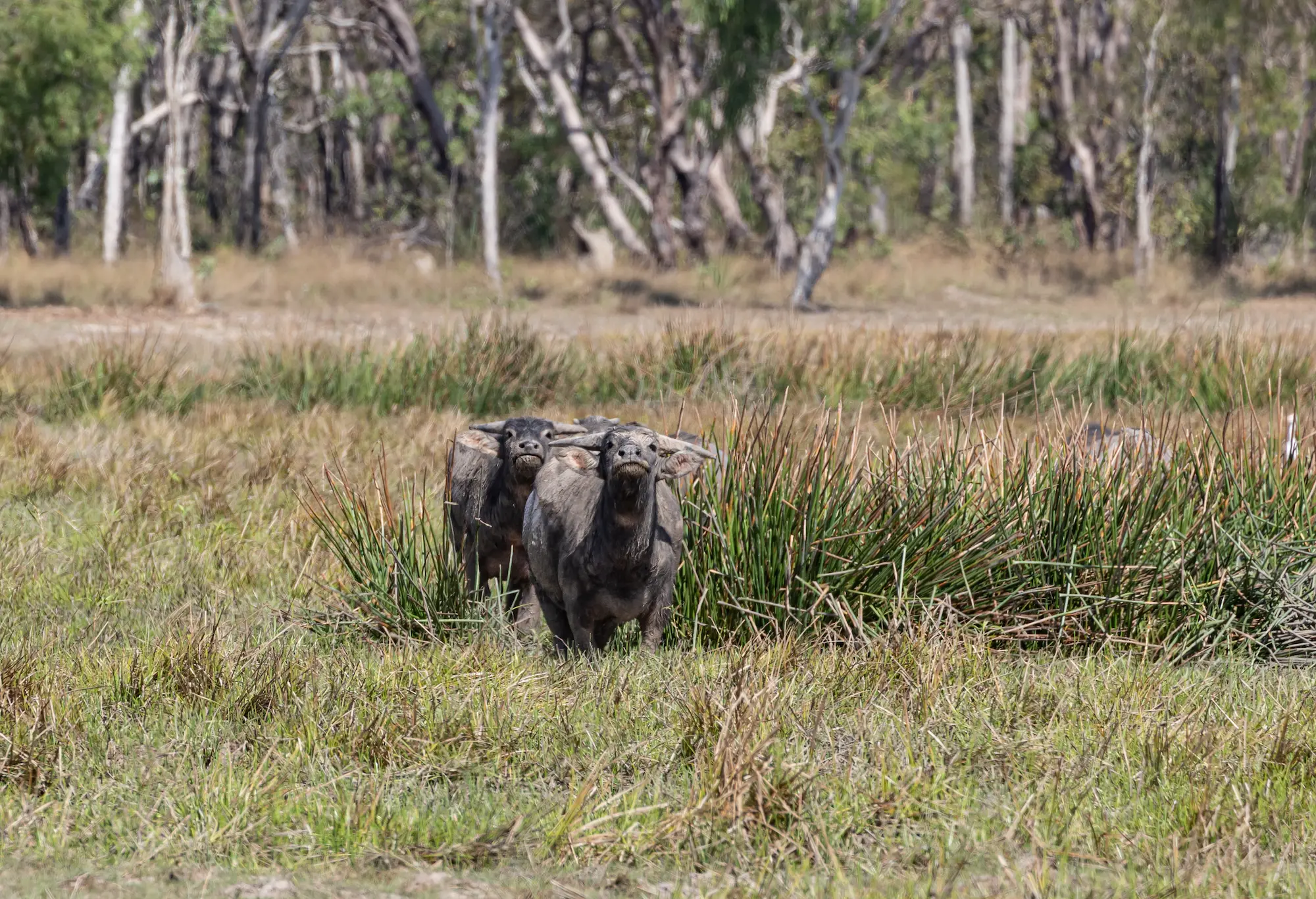 Wild buffalo on Mary River 4WD tracks