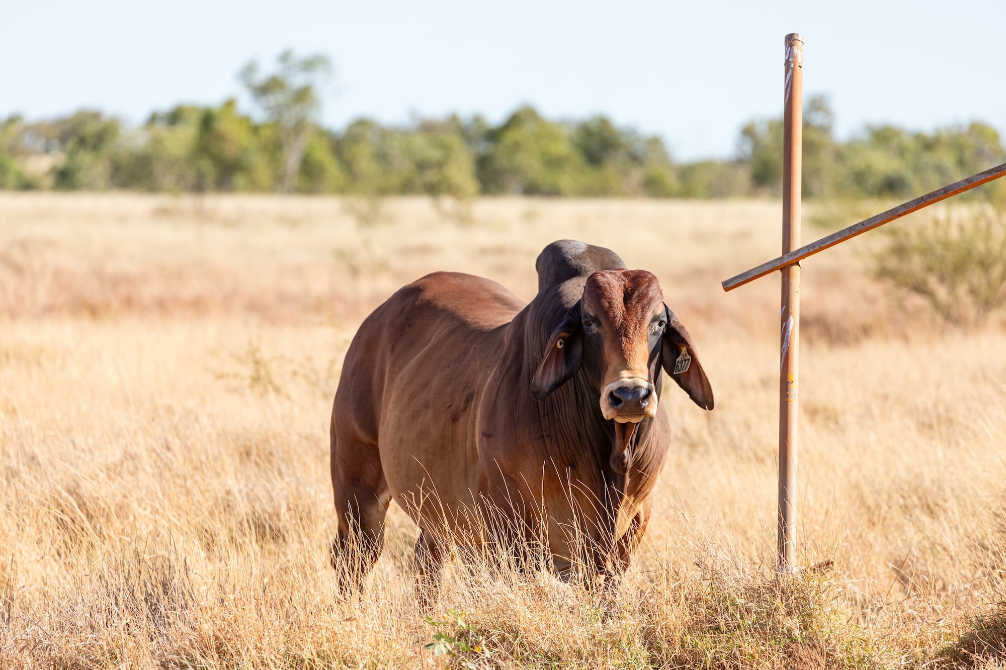 Lone brahman bull standing in field on Duncan Road Kimberley cattle station
